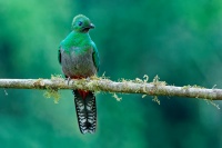 Kvesal chocholaty - Pharomachrus mocinno - Quetzal o3668